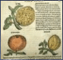 De re Medica par Dioscoride Anazarbei de 1543